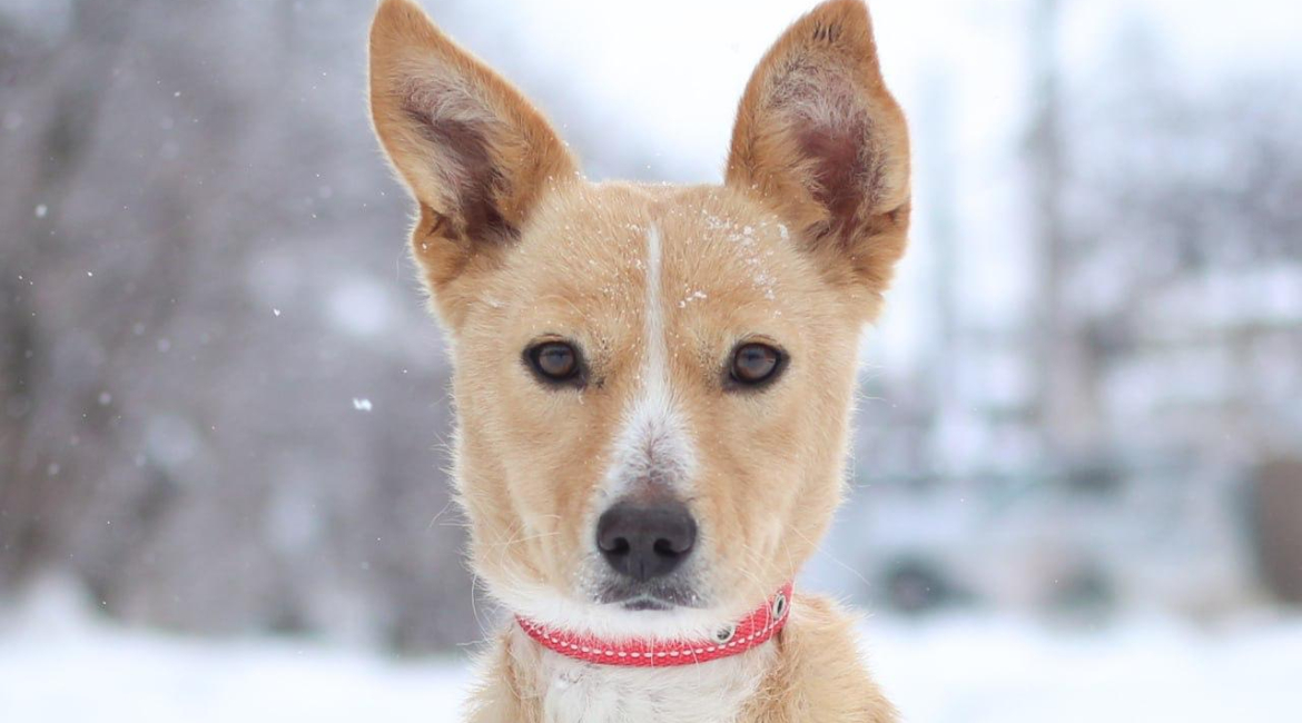 Chiens à adopter